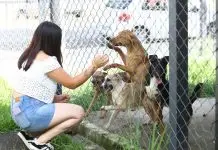 Feira terá 63 pets para adoção e serviços gratuitos neste sábado (8), em São José Feira de adoção | CCZ