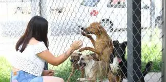 Feira terá 63 pets para adoção e serviços gratuitos neste sábado (8), em São José Feira de adoção | CCZ