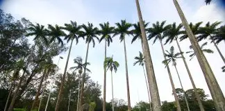 Parque da Cidade
