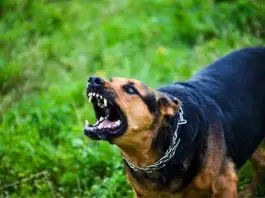 Cão agressivo