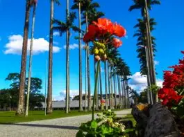 PRIMAVERA - FOTO: CLAUDIO VIEIRA. DATA: 21-09-2016 SJC-SP.