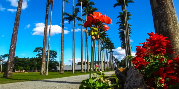 PRIMAVERA - FOTO: CLAUDIO VIEIRA. DATA: 21-09-2016 SJC-SP.