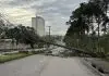 Pinheiro de grande porte cai, atinge fiação elétrica e bloqueia trecho da Avenida Shishima Hifumi, no Urbanova