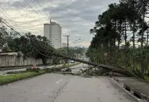 Pinheiro de grande porte cai, atinge fiação elétrica e bloqueia trecho da Avenida Shishima Hifumi, no Urbanova