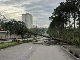 Pinheiro de grande porte cai, atinge fiação elétrica e bloqueia trecho da Avenida Shishima Hifumi, no Urbanova