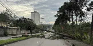 Pinheiro de grande porte cai, atinge fiação elétrica e bloqueia trecho da Avenida Shishima Hifumi, no Urbanova