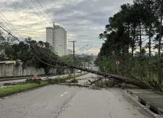 Pinheiro de grande porte cai, atinge fiação elétrica e bloqueia trecho da Avenida Shishima Hifumi, no Urbanova