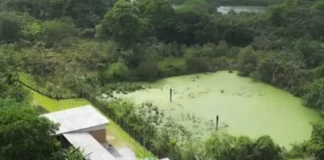 Vegetação em lagoa no Urbanova preocupa moradores; Sabesp afirma que local está inativo