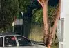 Motorista perde o controle e bate em árvore na Avenida Shishima Hifumi