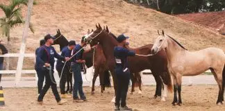 Exposição gratuita de cavalos da raça Mangalarga Marchador terá show de Thales & Lucas em Jacareí