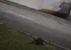 Tatu é flagrado na Possidônio José de Freitas; saiba o que fazer ao ver um animal na pista